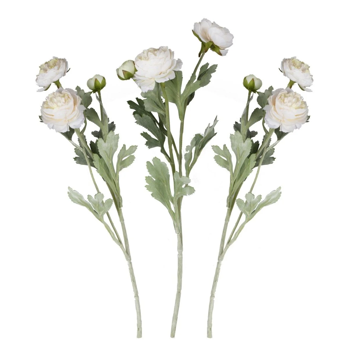 Droogbloemen Rancula Stems 45cm 3st - Image 2