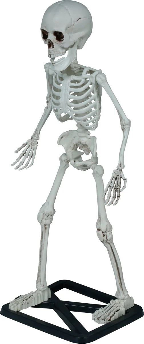 Halloween Skelet 55cm - Image 3
