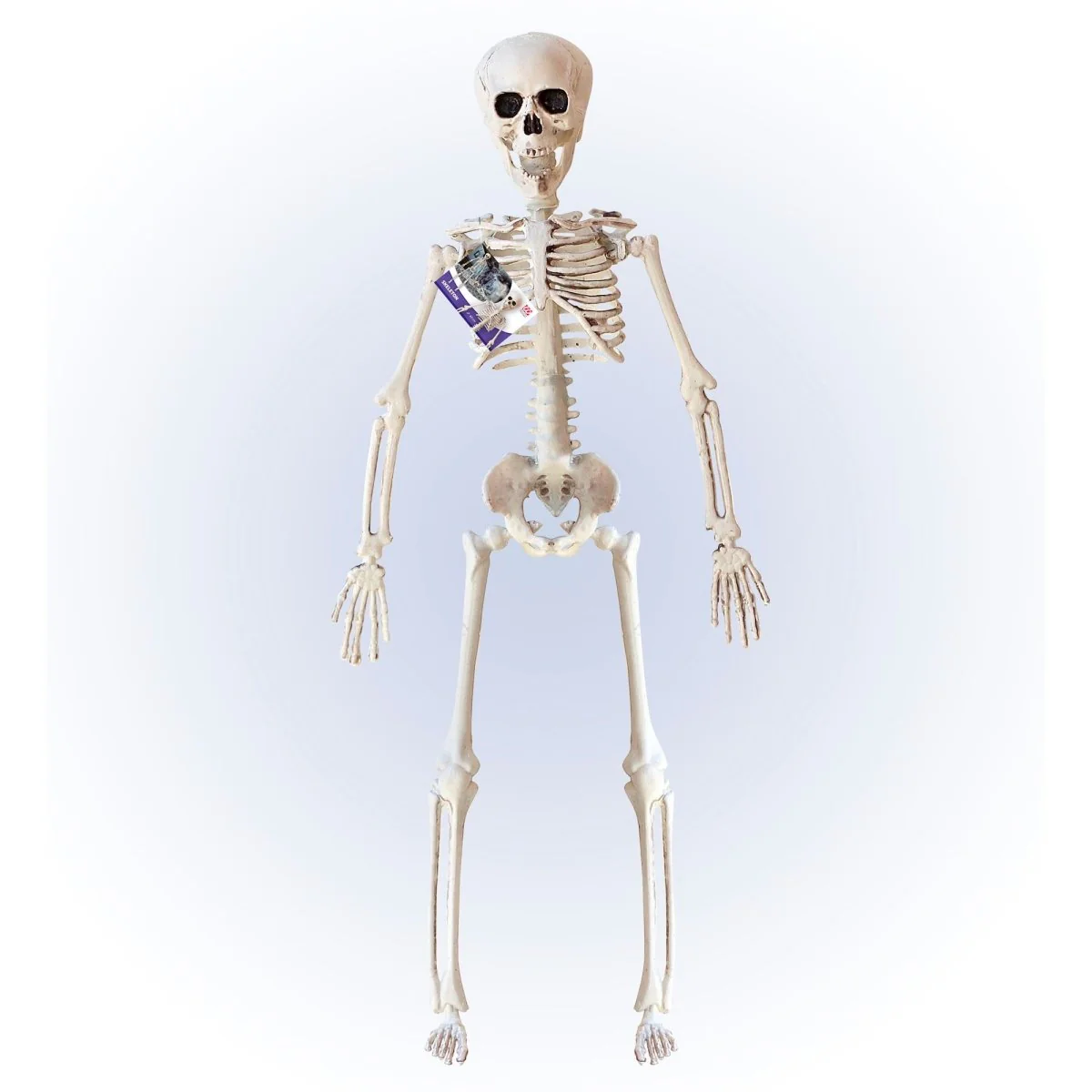 Halloween Skelet Beige 40cm - Image 2