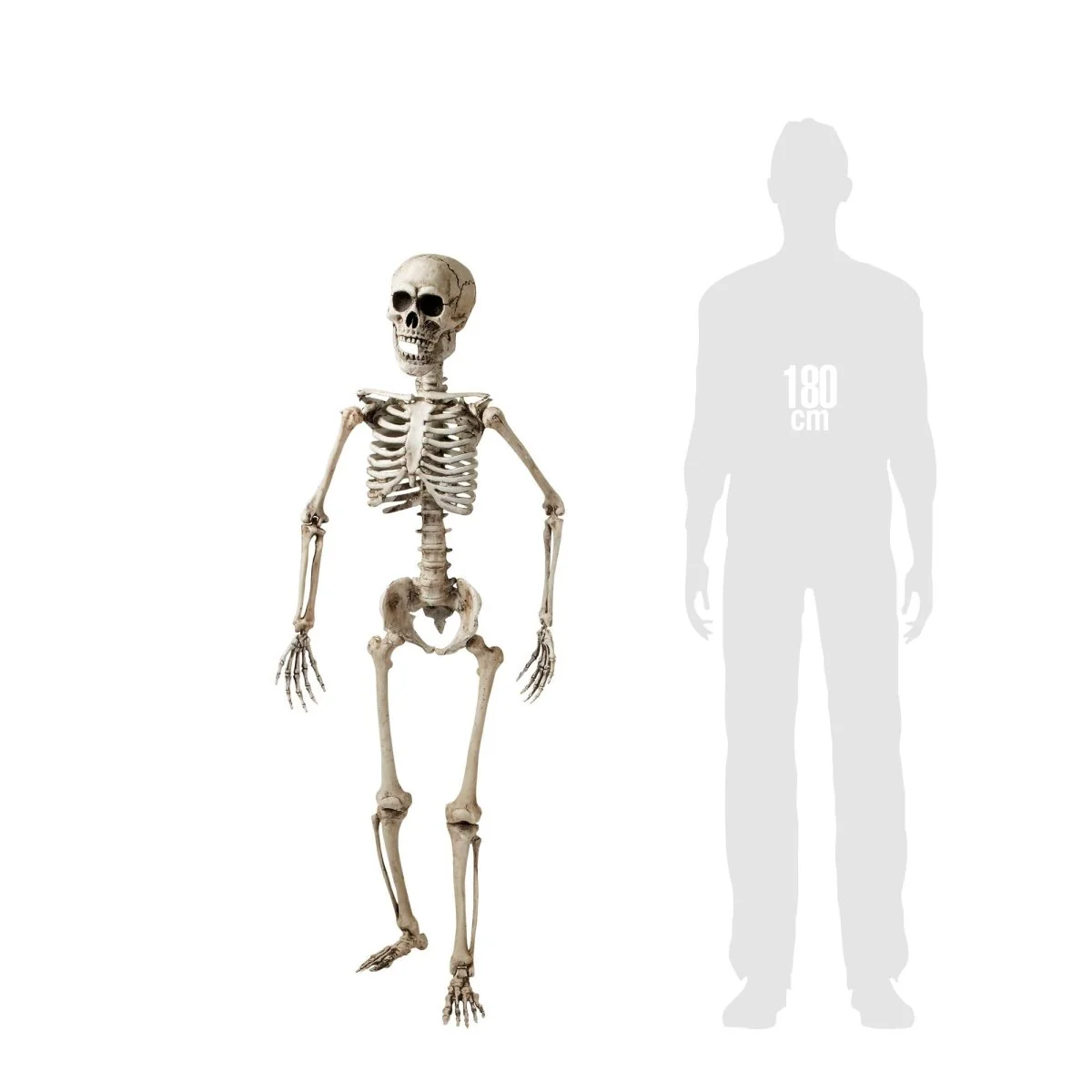 Halloween Skelet Wit 1,6m - Image 3